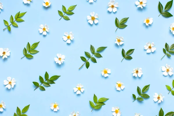 Vzor Krásné Jarní Bílé Květy Zelené Listy Modrém Pozadí Ploché — Stock fotografie