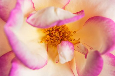 Güzel gül makro yakın çekim açık tomurcuk. Gül yaprakları, bayram için güzel çiçekler, çiçek açan gül, doğal arka plan. Çiçek duvar kağıdı. Beyaz narin gül