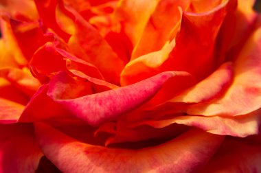 Güzel gül makro yakın çekim açık tomurcuk. Gül yaprakları, bayram için güzel çiçekler, çiçek açan gül, doğal arka plan. Çiçek duvar kağıdı. Kırmızı Gül