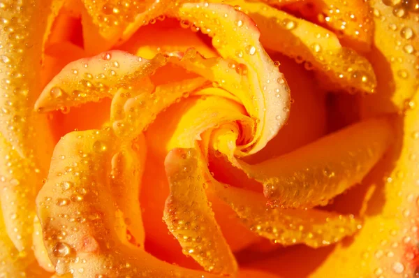 Open bud of beautiful rose and drops of water macro close-up shot. Rose petals, beautiful flower for the holiday, blooming rose, natural background. Floral wallpaper. Yellow rose