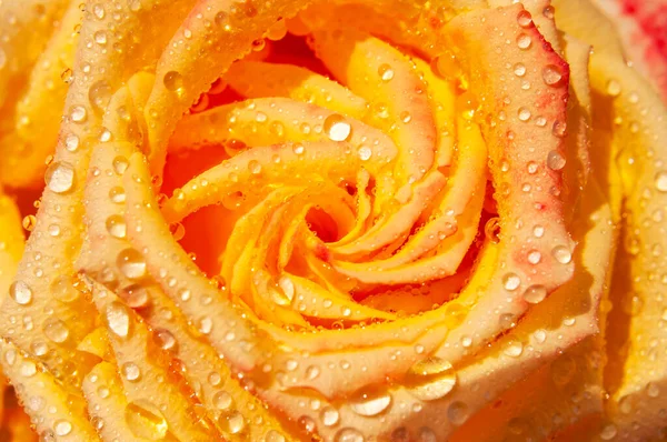 Open bud of beautiful rose and drops of water macro close-up shot. Rose petals, beautiful flower for the holiday, blooming rose, natural background. Floral wallpaper. Yellow rose