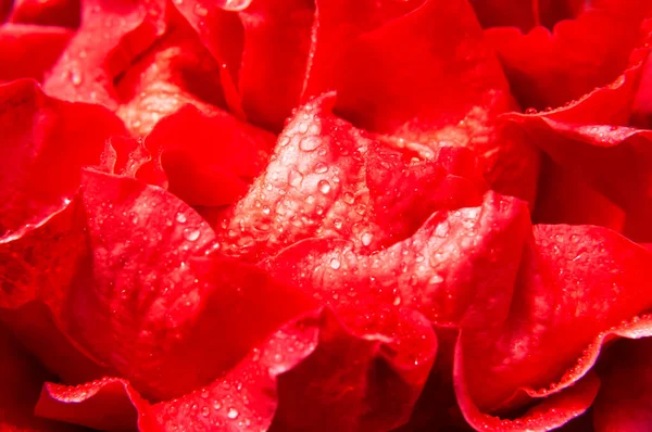 Bourgeon ouvert de belle rose et gouttes d'eau macro gros plan. pétales de rose, belle fleur pour les vacances, rose en fleurs, fond naturel. Papier peint floral. Rose rouge — Photo