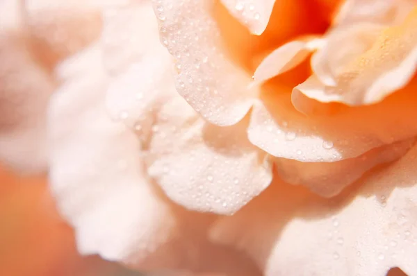 Otwórz pąk pięknej róży i krople wody makro strzał z bliska. Płatki róż, piękny kwiat na wakacje, kwitnąca róża, naturalne tło. Tapeta kwiatowa. Różowa delikatna róża — Zdjęcie stockowe