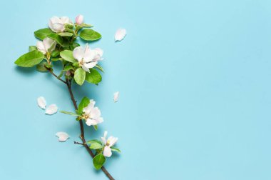 Mavi arka plandaki güzel çiçek açan bahar dalları üst görünüm fotokopi alanında uzanıyordu. Bahar mevsimi konsepti, çiçek kompozisyonu, yeşil yapraklı beyaz çiçekler. Bahar doğası arka planı.