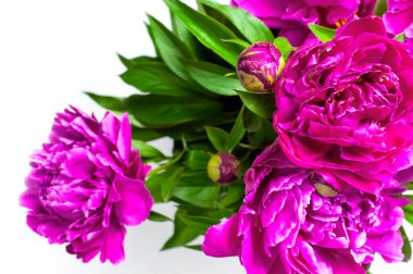 Doğal çiçek geçmişi var. Bir buket pembe şakayık çiçeği. Şakayık çiçekleri, güzel çiçek duvar kağıtları. Çiçek dokusu. Soyut çiçek açan bir arka plan. Tatil çiçeği kartı.