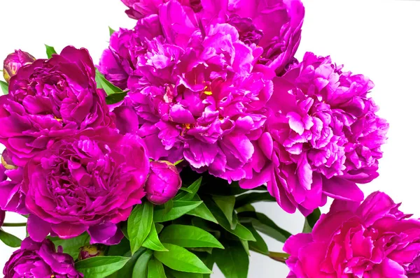 Natural floral background. Bouquet of pink purple peonies flowers. Peonies flower petals, beautiful floral wallpaper. Flower texture. Abstract floral blooming background. Holiday floral card