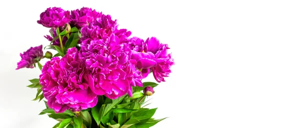 Fondo Floral Natural Ramo Flores Peonías Rosa Púrpura Peonías Pétalos — Foto de Stock