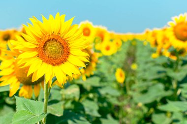 Ayçiçeği doğal arka plan. Mavi gökyüzüne karşı sarı ayçiçekleri olan güzel bir manzara. Ayçiçeği tarlası, tarım, hasat konsepti. Ayçekirdeği, sebze yağı. Ayçiçekli duvar kağıdı.
