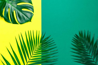 Pastel sarı yeşil arka plan üzerinde tropikal palmiye yaprakları ve monstera yaprağı. Düz döşeme, üst görünüm, kopyalama alanı. Yaz geçmişi, doğa. Tropikal yaprakları ile Yaratıcı minimal arka plan. Yaprak deseni.