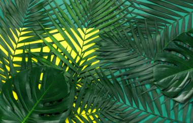 Pastel sarı yeşil arka plan üzerinde tropikal palmiye yaprakları ve monstera yaprağı. Düz döşeme, üst görünüm, kopyalama alanı. Yaz geçmişi, doğa. Tropikal yaprakları ile Yaratıcı minimal arka plan. Yaprak deseni.