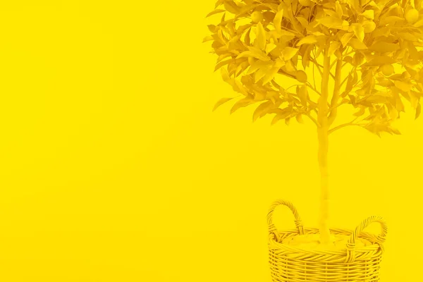 Kreatywny Układ Cytryną Drzewo Cytrynowe Owocami Wiklinowym Garnku Żółtym Tle — Zdjęcie stockowe