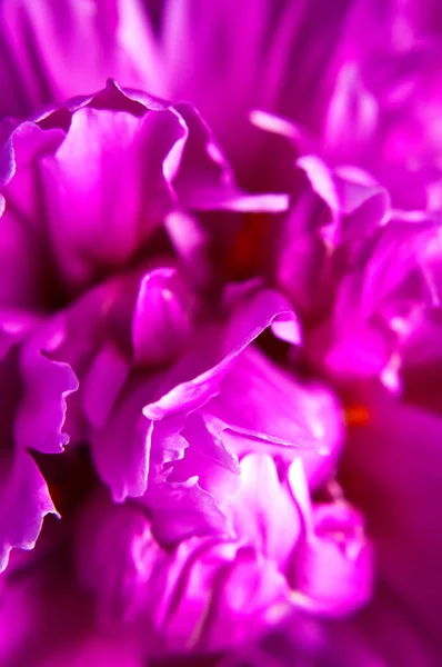 Φυσικό φόντο λουλουδιών. Ροζ μωβ παιώνιες λουλούδια μακροσκοπικό πλάνο. Παιώνιες πέταλα λουλουδιών, όμορφη floral ταπετσαρία. Σύνθεση λουλουδιού. Αφηρημένο ανθισμένο φόντο λουλουδιών. Χριστουγεννιάτικη κάρτα λουλουδιών — Φωτογραφία Αρχείου