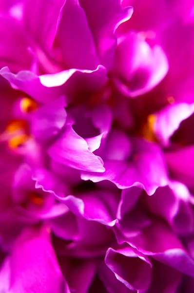 Naturalne tło kwiatowe. Różowe fioletowe piwonie kwiaty makro strzał. Płatki kwiatów piwonii, piękna tapeta kwiatowa. Tekstura kwiatowa. Abstrakcyjne kwiatowe tło kwitnące. Wakacyjna kartka kwiatowa — Zdjęcie stockowe