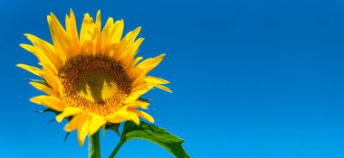 Mavi gökyüzünün arka planında güzel ayçiçekleri. Ayçiçeği tarlası, parlak sarı yapraklar, yeşil yapraklar. Yazın parlak geçmişi, tarım, hasat konsepti. Ayçekirdeği, sebze yağı