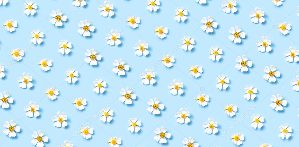 Pattern of Beautiful spring white flowers on blue background flat lay top view. Spring nature background. Springtime summer concept flowers composition postcard bloom delicate flowers. Flower pattern.