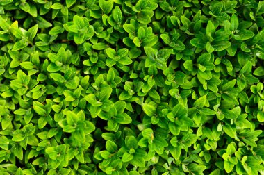 Doğa geçmişi. Kapalı yeşil yapraklar üstten görünür. Doğal yeşil bitkiler, yaprak deseni, yeşil bitkili yaratıcı duvar kağıdı, ekoloji, ekolojik arka plan, yaprak dokusu.