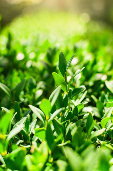 Środowisko Naturalne Zbliżenie Zielone Liście Roślin Pięknym Słonecznym Bokeh Naturalne — Zdjęcie stockowe