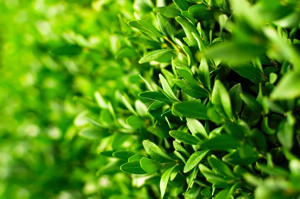Środowisko Naturalne Zbliżenie Zielone Liście Roślin Pięknym Słonecznym Bokeh Naturalne — Zdjęcie stockowe