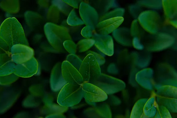 자연의 녹색은 식물의 윗부분에 자연광 나뭇잎 식물이 창조적 생태학적 나뭇잎 — 스톡 사진