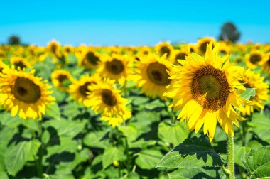 Ayçiçeği tarlası, ayçekirdeği, parlak sarı yapraklar, yeşil yapraklar. Mavi gökyüzünün arka planında güzel ayçiçekleri. Yaz parlak geçmişi, tarım, hasat konsepti, bitkisel yağ.