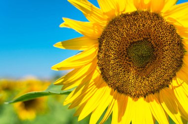 Ayçiçeği tarlası, ayçekirdeği, parlak sarı yapraklar, yeşil yapraklar. Mavi gökyüzünün arka planında güzel ayçiçekleri. Yaz parlak geçmişi, tarım, hasat konsepti, bitkisel yağ.