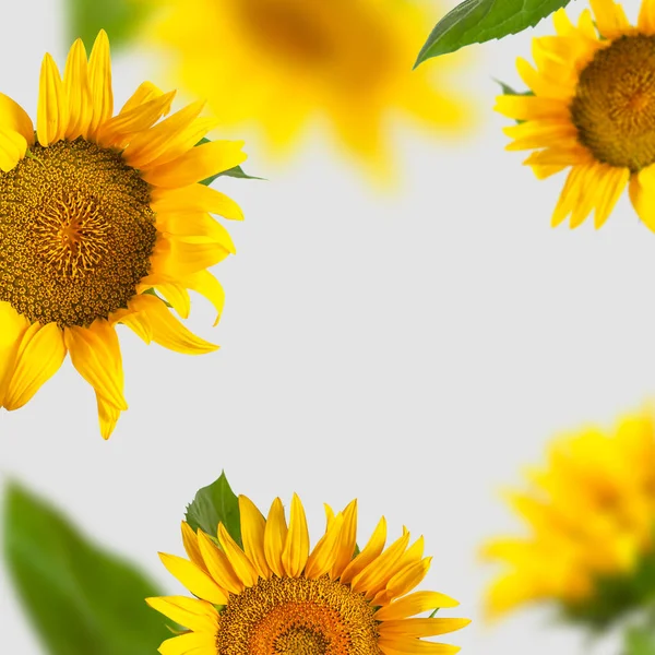 Uçan sarı ayçiçekleri ve yeşil yaprakları olan yaratıcı bir arka plan. Güzel ayçiçeklerinin çerçevesi, çiçek kartı. Tasarım şablonu. Çiftçilik zamanı hasat et. Ayçiçeği arkaplanı.