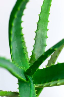 Yeşil taze aloe yaprakları yakın çekim makro çekim. Aloe dokusu. Yeşil arka plan, tropik bitkilerle dolu duvar kâğıdı. Kozmetik üretimi için Aloe Vera, cilt suyu. İlaç, eczacılık..