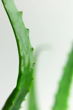 Yeşil taze aloe yaprakları yakın çekim makro çekim. Aloe dokusu. Yeşil arka plan, tropik bitkilerle dolu duvar kâğıdı. Kozmetik üretimi için Aloe Vera, cilt suyu. İlaç, eczacılık..