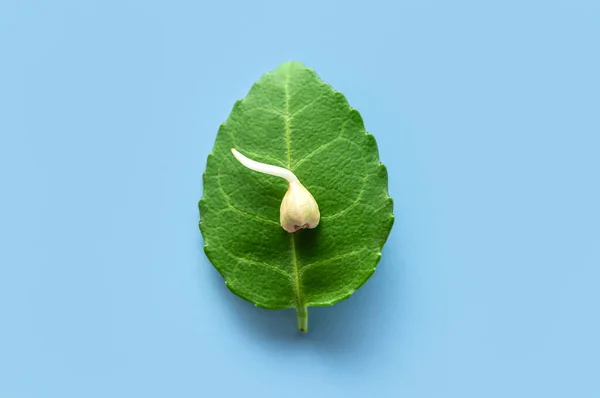 Φύτεψε Κόκκους Πράσινου Φαγόπυρου Πράσινα Φύλλα Μπλε Φόντο Μακρο Γυρίσματα — Φωτογραφία Αρχείου