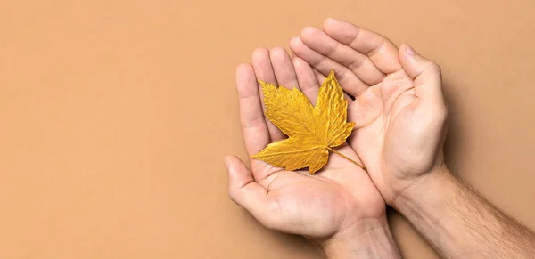 Male hands hold golden autumn leaves on brown beige background top view copy space. Autumn minimalistic concept, Fall. Autumn background. Minimal floral design, Autumn composition. Golden twig.