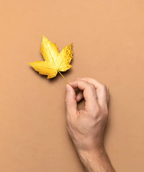 Male hands hold golden autumn leaves on brown beige background top view copy space. Autumn minimalistic concept, Fall. Autumn background. Minimal floral design, Autumn composition. Golden twig