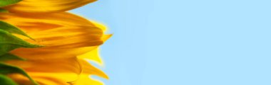 Güzel sarı ayçiçeği makrosu atışı. Çiçek açan ayçiçeği. Yakın plan. Mavi gökyüzü arka planında ayçiçeği. Çiçek kartı duvar kağıdı. Hasat zamanı, tarım, tarım. Sarı çiçek tohumu