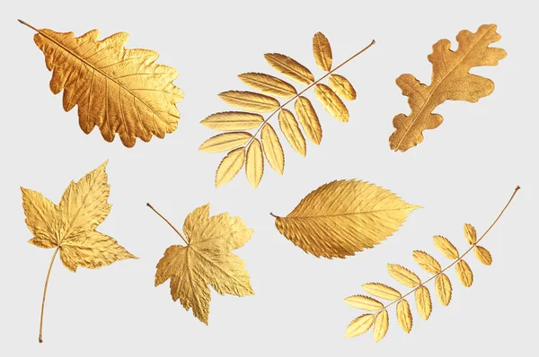 Hojas doradas de otoño voladoras de diferentes formas sobre fondo gris claro. Concepto de otoño, fondo de otoño. Diseño floral mínimo, marco de hoja de otoño. Una ramita dorada. Composición creativa de otoño — Foto de Stock