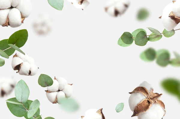 Flores Algodón Voladoras Ramitas Verdes Eucalipto Sobre Fondo Gris Claro — Foto de Stock