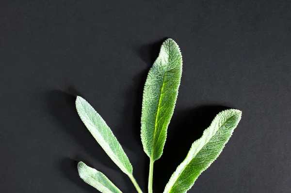 Πράσινα φύλλα σε μαύρο φόντο επίπεδη lay top view. Αφηρημένο φόντο με φρέσκα φύλλα, υφή αφράτων φύλλων. Φυσικό υπόβαθρο. Σχέδιο φυτών. Οικολογία, βελούδινο φύλλο, σκιές που έρχονται σε αντίθεση — Φωτογραφία Αρχείου