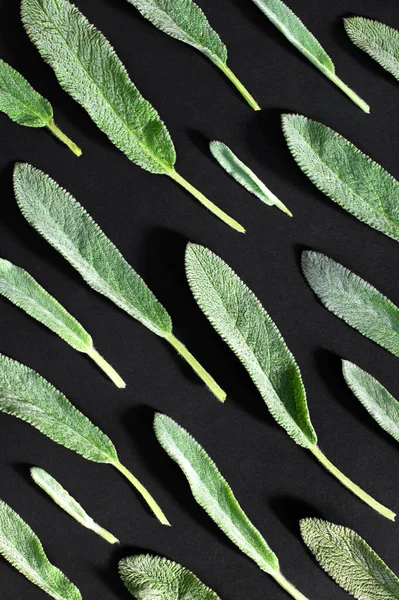 Πράσινα φύλλα σε μαύρο φόντο επίπεδη lay top view. Αφηρημένο φόντο με φρέσκα φύλλα, υφή αφράτων φύλλων. Φυσικό υπόβαθρο. Σχέδιο φυτών. Οικολογία, βελούδινο φύλλο, σκιές που έρχονται σε αντίθεση — Φωτογραφία Αρχείου