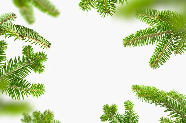 Fresh Green Spruce Branches Light Gray Background Fir Tree Frame — Stock Photo, Image