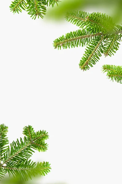 Açık gri arka planda taze yeşil ladin dalları. Ağaç gövdesi, Noel ya da yeni yıl süsü. Doğal ladin, iğneli dallar. Kış, tatil kartı, köknar ağacının yaratıcı geçmişi..