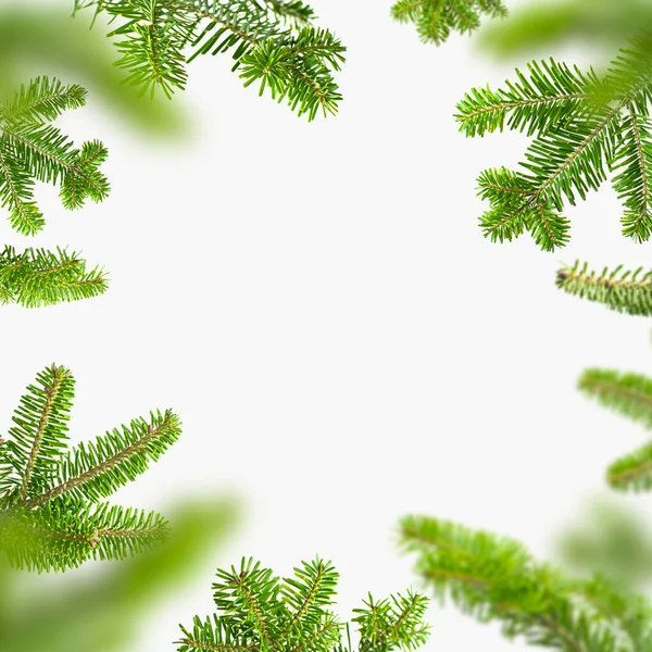 Fresh Green Spruce Branches Light Gray Background Fir Tree Frame — Stock Photo, Image