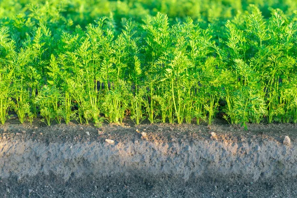 Green shoots of a young carrot on a farm field. Agriculture and horticulture.