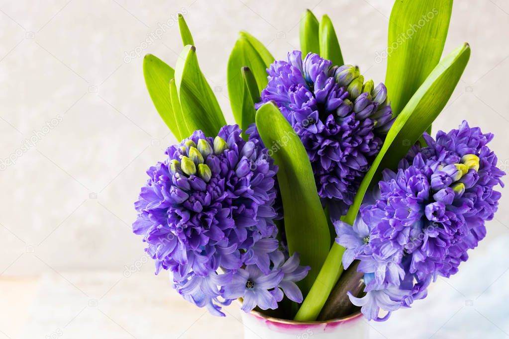 Bouquet of blue hyacinths on a light background