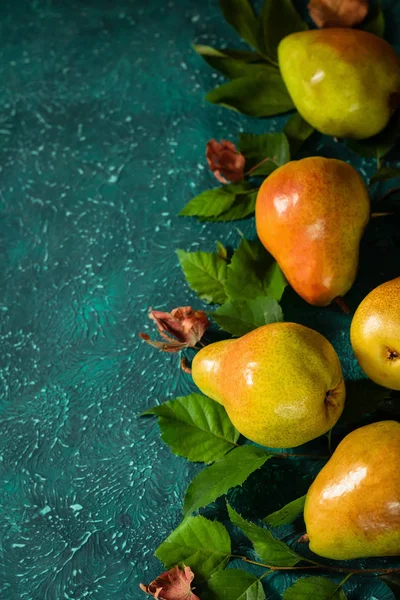 Harvest organic pears in the leaves.