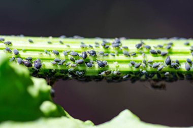 Yaprak bitleri hasar parazit böcek yaprakları