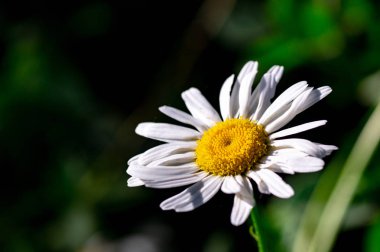 Alan chamomiles çiçek portre