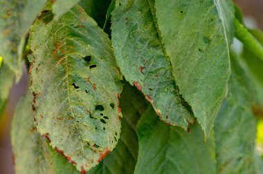 Yaprak bitleri hasar parazit böcek yaprakları