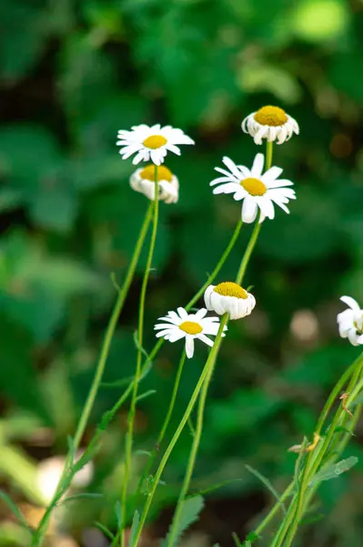 Champ camomilles fleurs gros plan — Photo