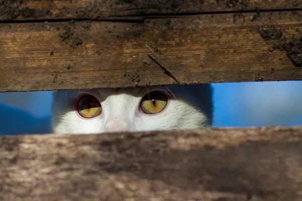 Pequeño gato ruso blanco escondido y mirando algo detrás — Foto de Stock