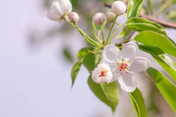 Ветви цветущего абрикосового макроса — стоковое фото