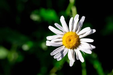 Alan chamomiles çiçek portre