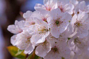 Çiçek açan kayısı makrosu dalları